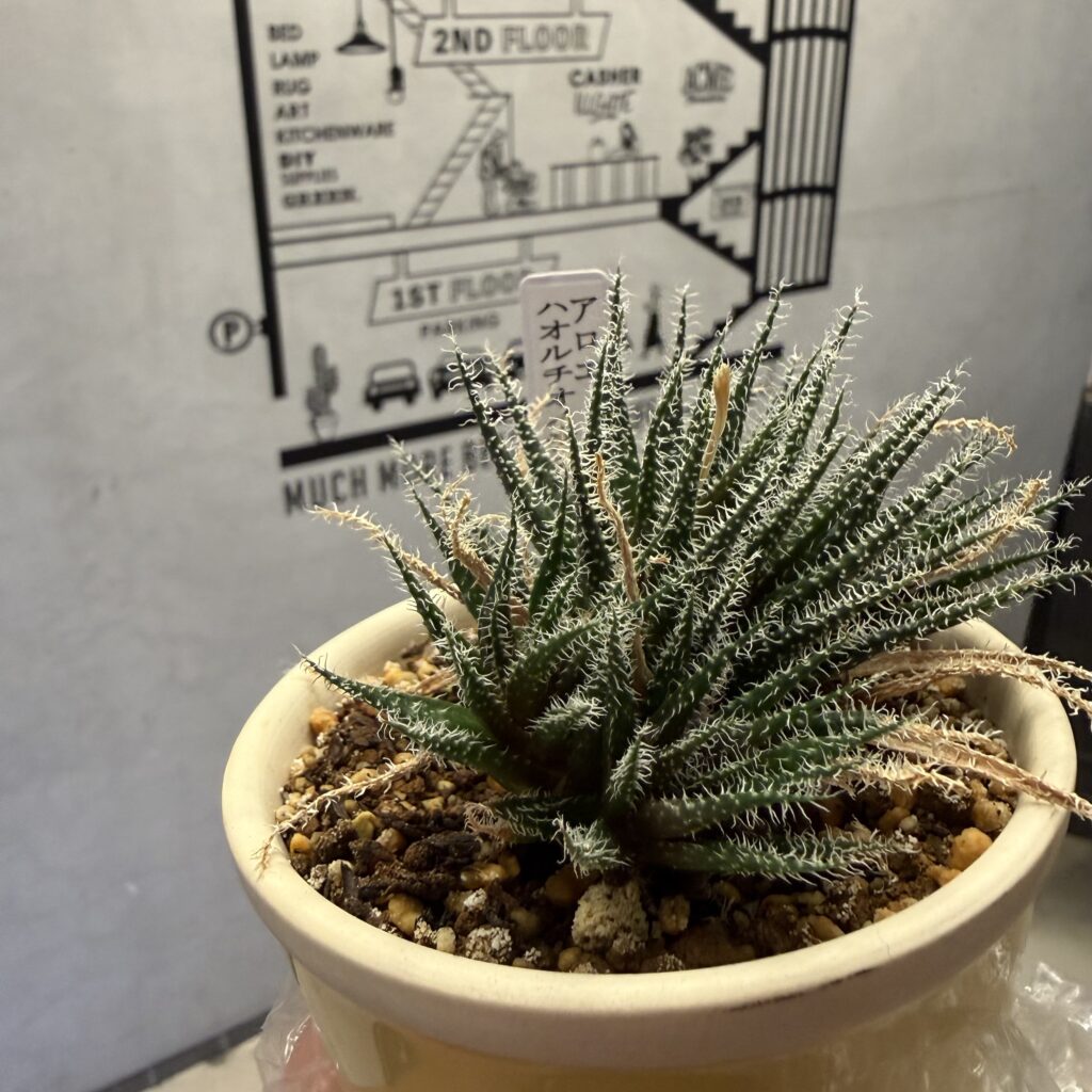 営業の合間に出会って思わず買ってしまったアロエ